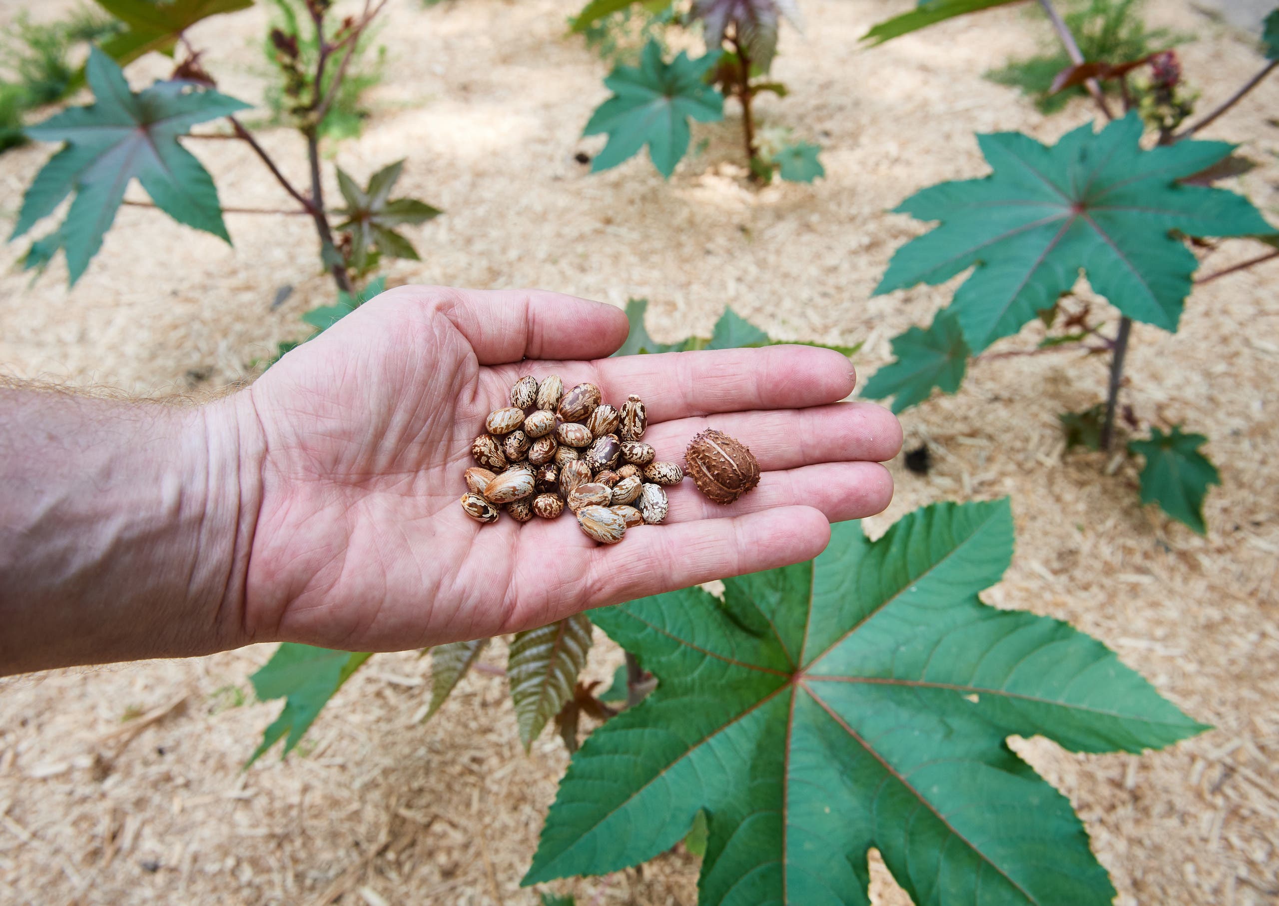 بذور الريسين