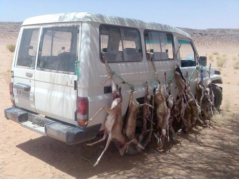أمراء ينظمون عمليات صيد جماعية وحشية للغزلان بالصحراء الكبرى الشروق أونلاين