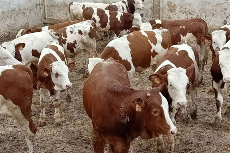 Algeria "Freezes" Import Of Spanish Calves الشروق أونلاين