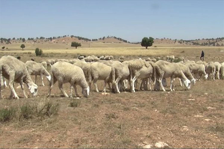 خُبراء يدعون إلى الاعتماد على المزارع الذكية والتلقيح الاصطناعي