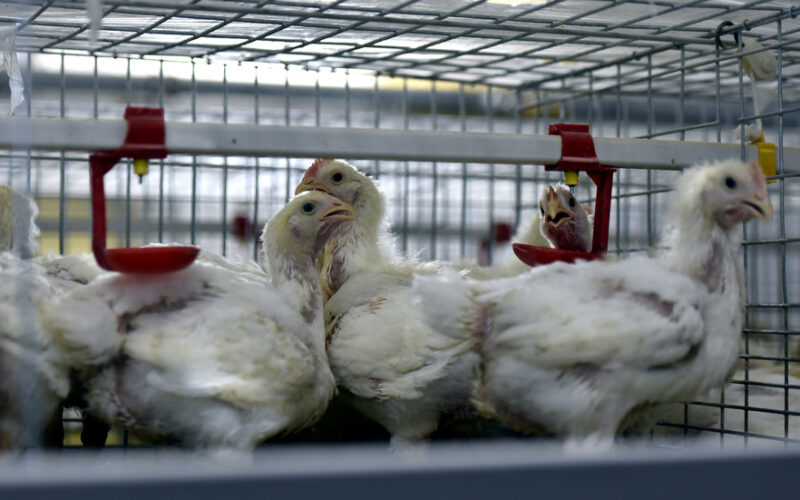 Chine: Premier cas humain de grippe aviaire H10N3 - الشروق ...
