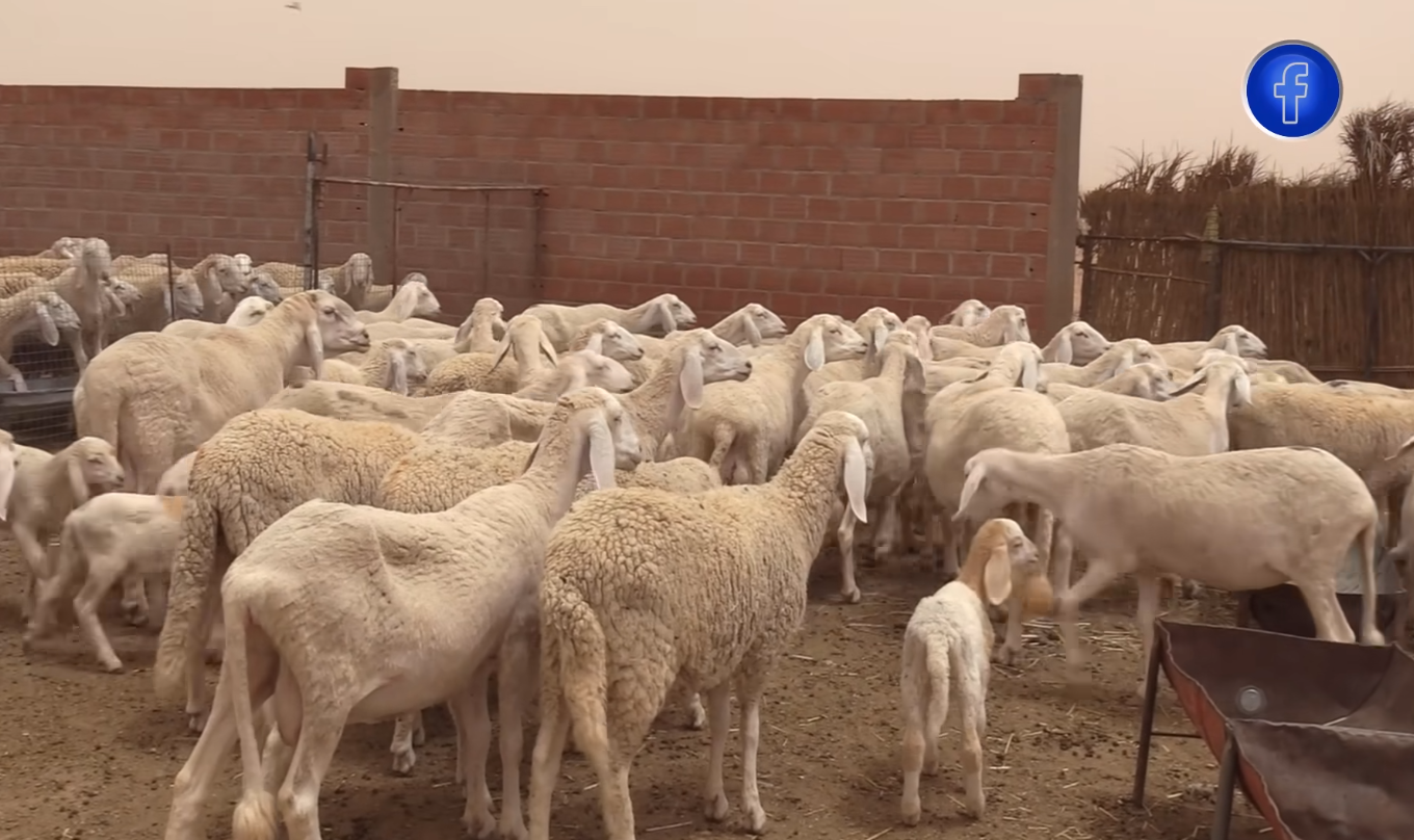 هذه مواصفات "كبش" أولاد جلال .. أكبر سلالات الماشية في الجزائر – الشروق أونلاين