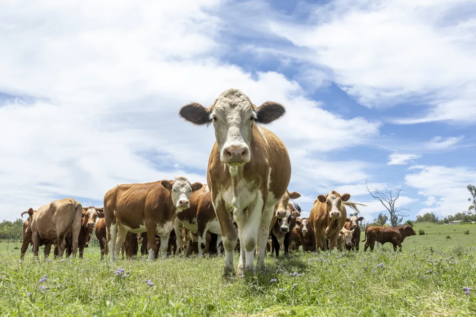 Repand Que sait-on du Covid de la vache qui se répand en France? – الشروق أونلاين