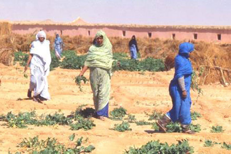 An Italian Agricultural Project In The Sahrawi Refugee Camps Of Tindouf ...