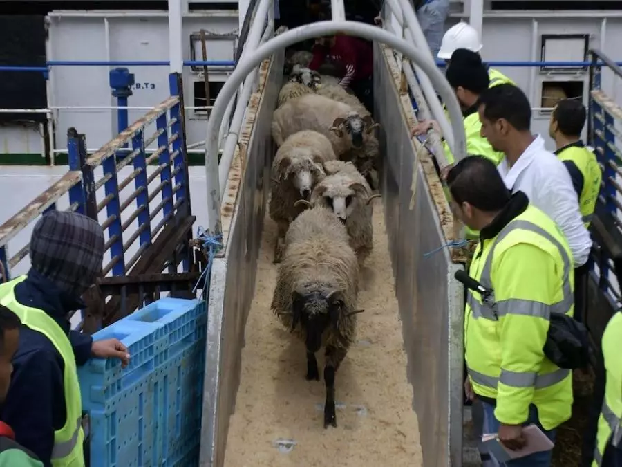 Moutons importés de l’Aïd: La vente se fera sur les marchés de proximité par cartes Edahabia et interbancaire