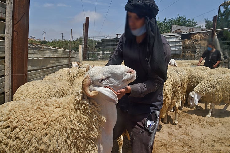 الأضاحي المحلية.. للميسورين فقط!