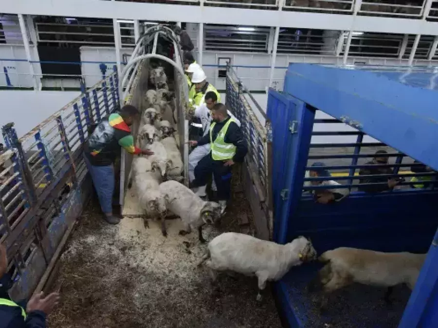 Moutons de l’Aïd importés: Lancement de l’opération de vente la semaine prochaine
