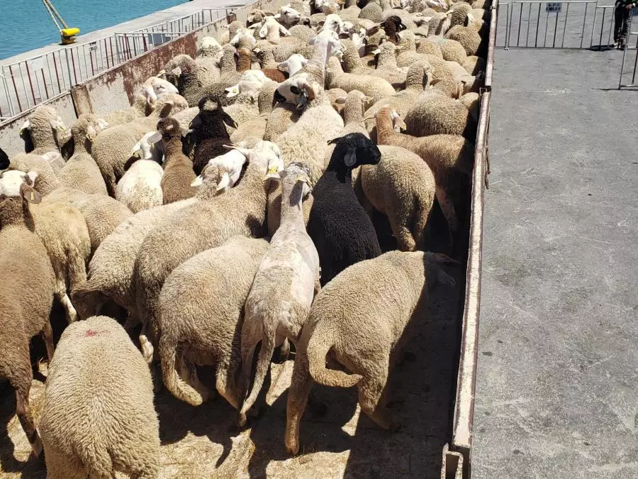 Chlef: Arrivage de moutons importés d’Espagne au port de Ténès