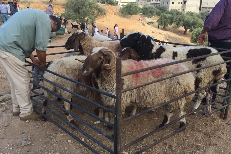 أرقام متباينة في أسعار الأضاحي عربيا وهذا موقع الجزائر