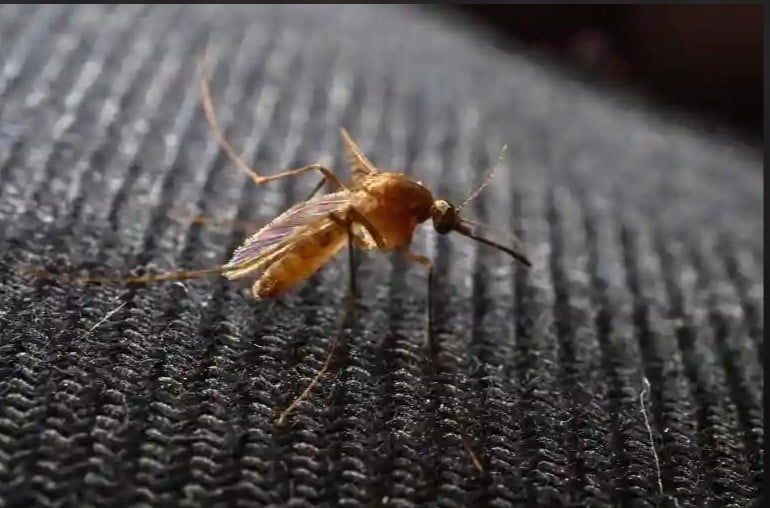 لماذا ينجذب البعوض إلى اللون الأسود؟