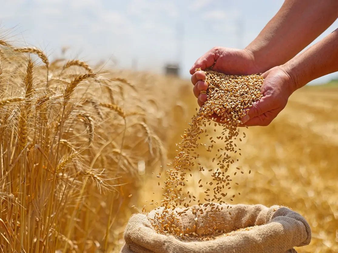 إنتاج القمح الصلب سيغطي حاجيات السوق الوطنية خلال سنة 2026