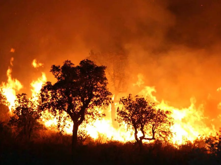 Incendies de forêts: Extinction des feux déclarés dans les wilayas de Blida et Médéa
