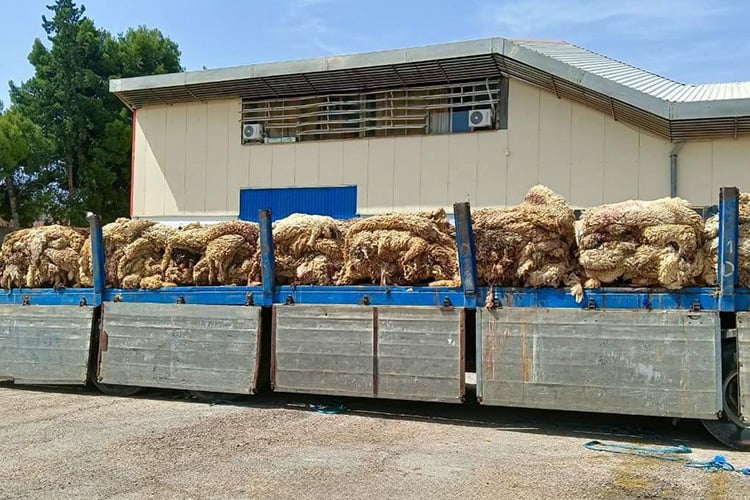 جلود الأضاحي تنعش الصناعة الوطنية للجلود