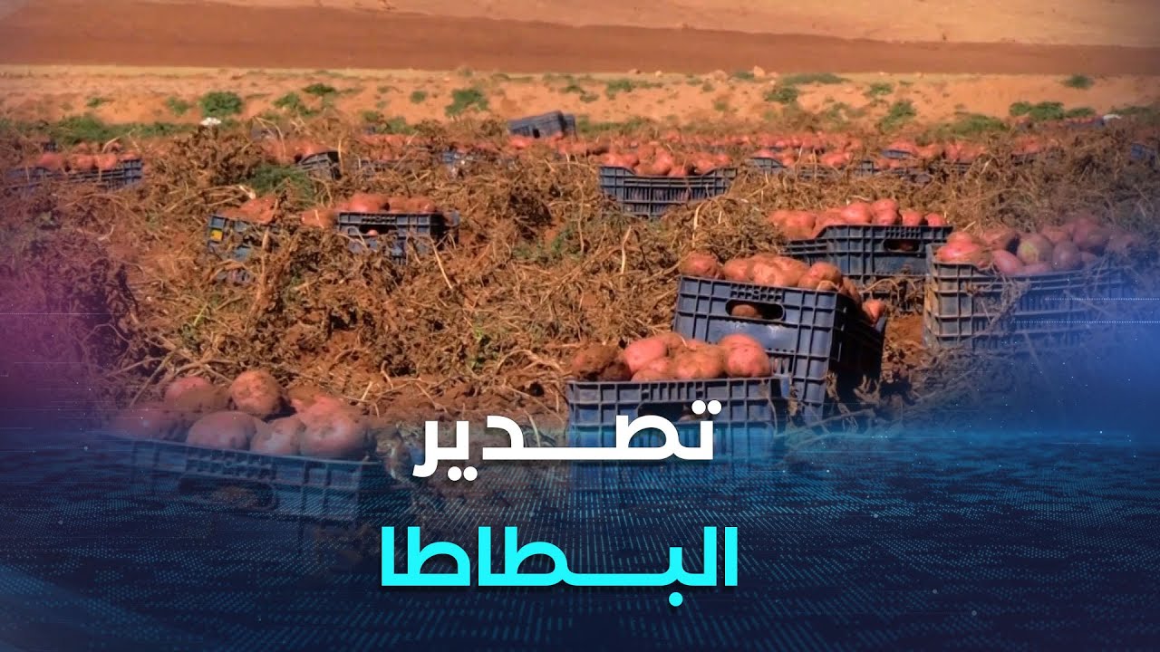 الشروع في تصدير البطاطا نحو بلدان إفريقية وعربية