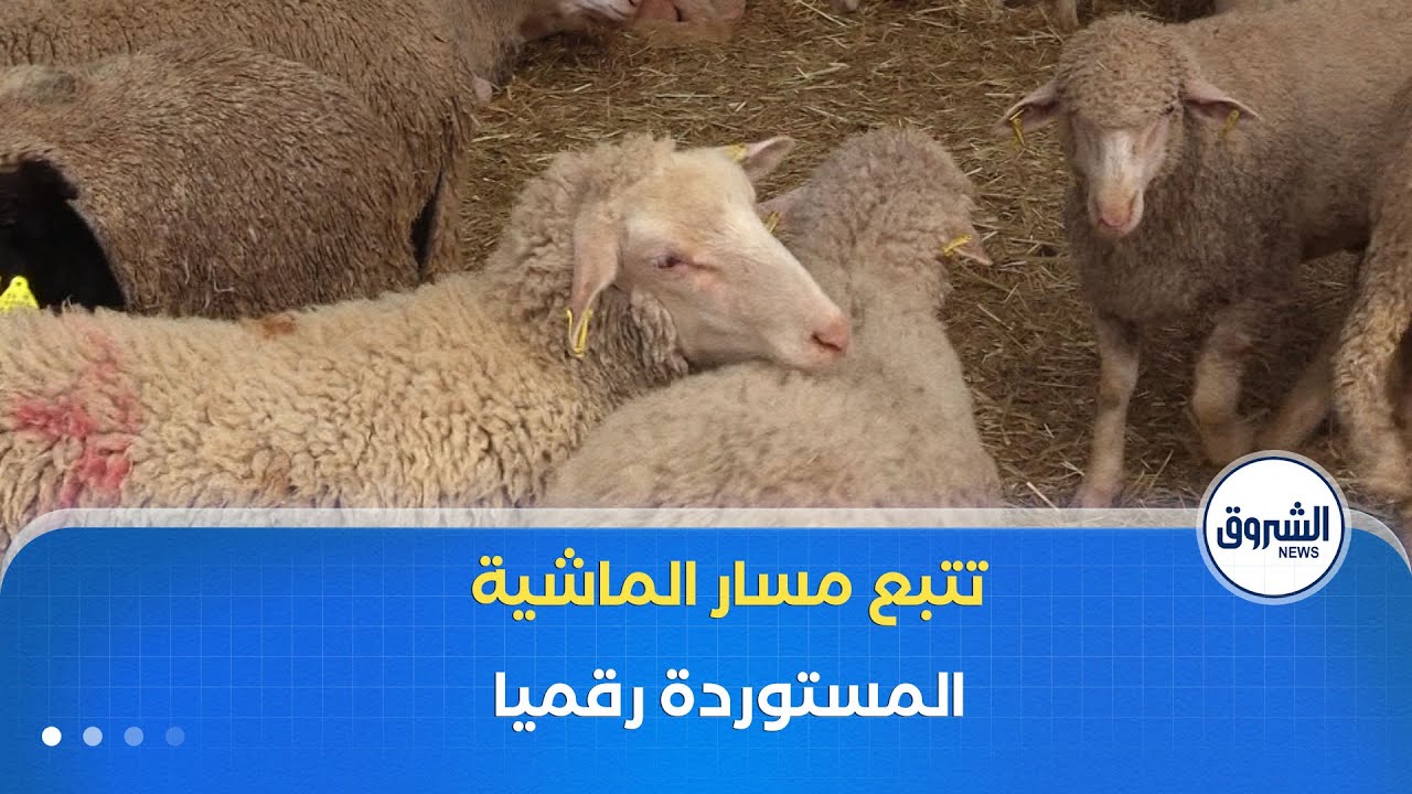 منصة رقمية لأول مرة لتتبع مسار الماشية المستوردة