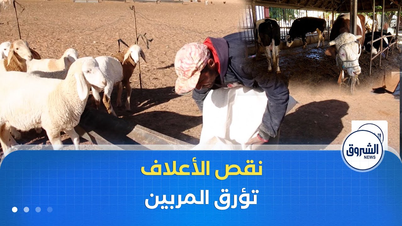 توفير الأعلاف والسماح باستيراد العجول الحية أهم مطالب المربيين لإعادة التوازن لسوق اللحوم الحمراء