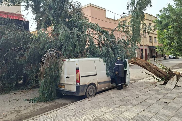 الجزائر – رياح قوية تتسبب بخسائر فادحة في عدد من الولايات – الشروق أونلاين