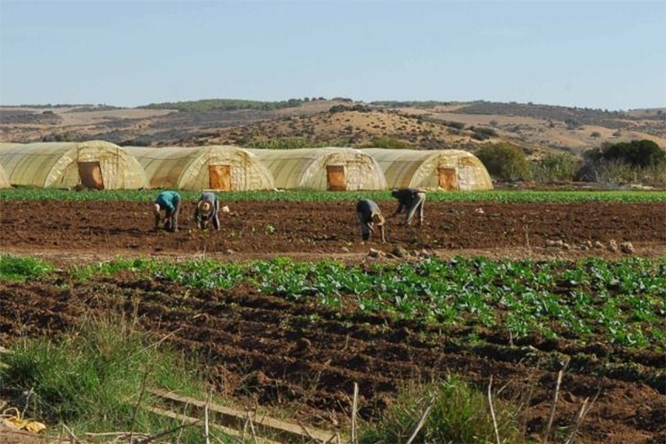 الجزائر – هذه المستندات مطلوبة من المزارعين لمطابقة الأراضي المستصلحة – الشروق أونلاين