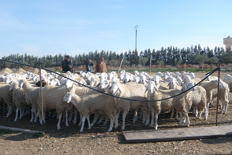 الجزائر – زيارات إلى 8 ولايات لتحديد أعداد الأغنام قبل عيد الأضحى! – الشروق أون لاين