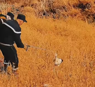 الحماية المدنية تنقذ “طائر لقلق” خلال إخماد حريق بالمدية (فيديو)