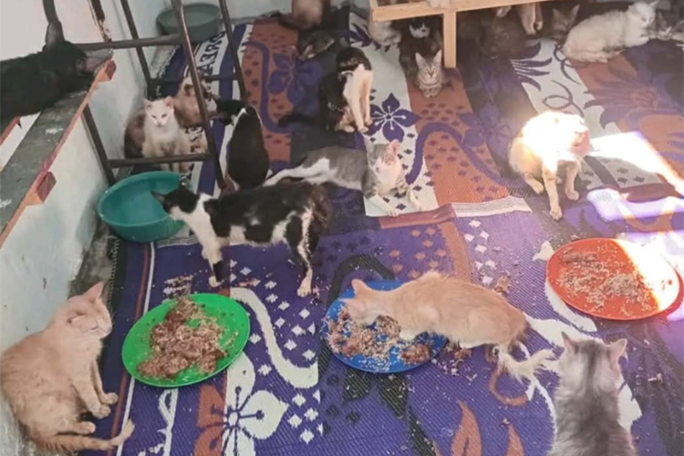 مراكز “وهمية” لإيواء الحيوانات الأليفة لجمع المال بطرق مشبوهة