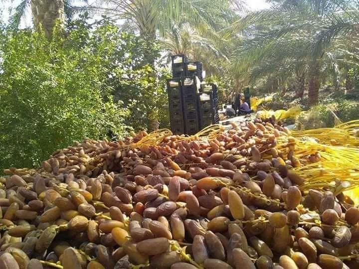 جني التمور في بسكرة: تقاليد تتحدى العصرنة